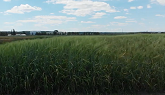 Growing Malting Barley in Northern Ontario
