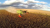 Beautiful Drone Sunflower Harvest