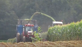 Corn Silage 2020 | Claas Jaguar 840 Chopping Corn Silage With 3 Case IH Magnums