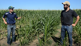 Managing Sandy, Acidic Knolls in Corn Production