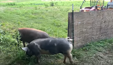 Loading Pigs - Pastured Pork Heading ...