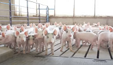 A Day On A Family Pig FARM..