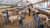 HOW I KEEP LAMBING ORGANIZED! (lambing pen set-up, tagging & recording lambs)