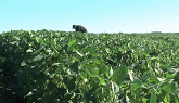 Managing foreign material in soybean: Pre-harvest preparations