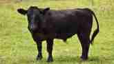 Cow-Calf Corner - Breeding Soundness