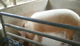 Starting A Pig Farm