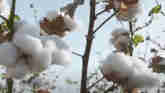 U.S. Cotton Trust Protocol Launches N...