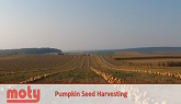 MOTY Pumpkin seed harvesting