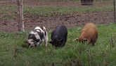 Digging Kunekune Pigs and Greenhouse Plans