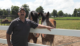 Meet the Team- Clydesdales