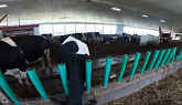 Organic Dairy Farm in Canada