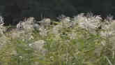 Weed of the Week - Common Reed Grass