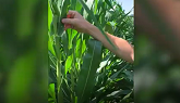 Trecepta® RIB Complete® Corn | Eastern Canada