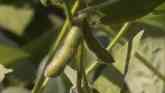 Iron Talk - Harvest Lower Nodes of Soybeans