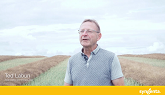 When is canola most vulnerable to a blackleg infection?