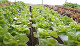 HYDROPONIC GROWING. How and Why we switch our planting of certain crops.