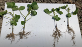 AgTiv Mycorrhizal Inoculant Trial on Potato and Cereal Crops