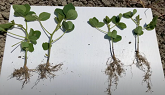 AgTiv Mycorrhizal Inoculant Trial on ...