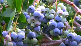 Ontario Blueberry Production
