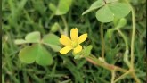 Weed of the Week - Yellow Woodsorrel