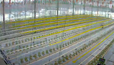 Ontario Greenhouse Tomatoes from Seed to Fruit Time Lapse