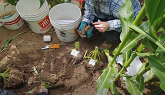 Soil Health as it relates to Yield