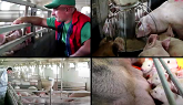 Why should we care about pig health? - Bradley Eckberg