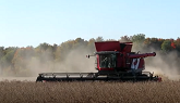 Soybean Harvest 2020 | Massey Ferguson 9540 Canadian Flag Combine Harvesting Soybeans