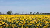 Sunflower Harvest Wilmead Farms Ontario Canada Oct 2020