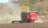 Soybean Harvest 2020 | International 1420 Combine Harvesting Soybeans