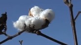 Georgia Cotton Producers Remain Optim...