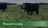 Planned Grazing
