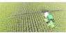 Increased yield potential in corn