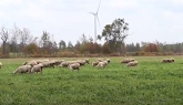 Grazing Cover Crops 2020 - Ontario Sheep Farmer Mike Swidersky