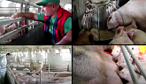 The negative impact of diseases on pig production - Dr. Nicholas Gabler