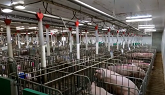 Swine Farm in Canada