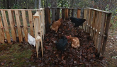 How Chickens help us Compost