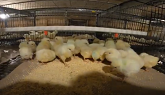 New flock of baby chicks