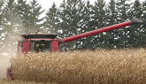 Corn Harvest 2020 | Case IH 7230 Axial Flow Combine Harvesting Corn
