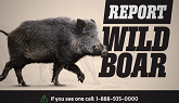 Report Wild Boar
