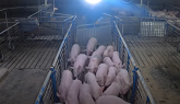 Loading Out Pigs On An Iowa Family Hog Farm