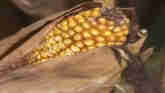 Ag Minute - One Ear Of Corn Per Stalk