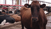 Alberta Milk 2019 20 Annual Report 