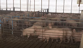 Why Farmers Raise Pigs Inside