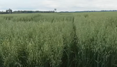 Increasing Lodging Resistance in Oats