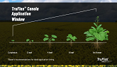 TruFlex™ Canola Overview | Superior Weed Control. Higher Yield Potential.