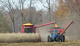 Corn Harvest 2020 | Case IH 2388 Axial Flow Combine Harvesting Corn