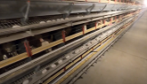 This is where your safe affordable eggs come from in Ontario