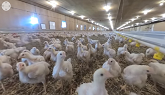 FarmFood360° Virtual Reality Chicken Farm Tour