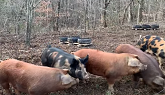 Pastured Pigs Piglet Weaning - Wrestl...